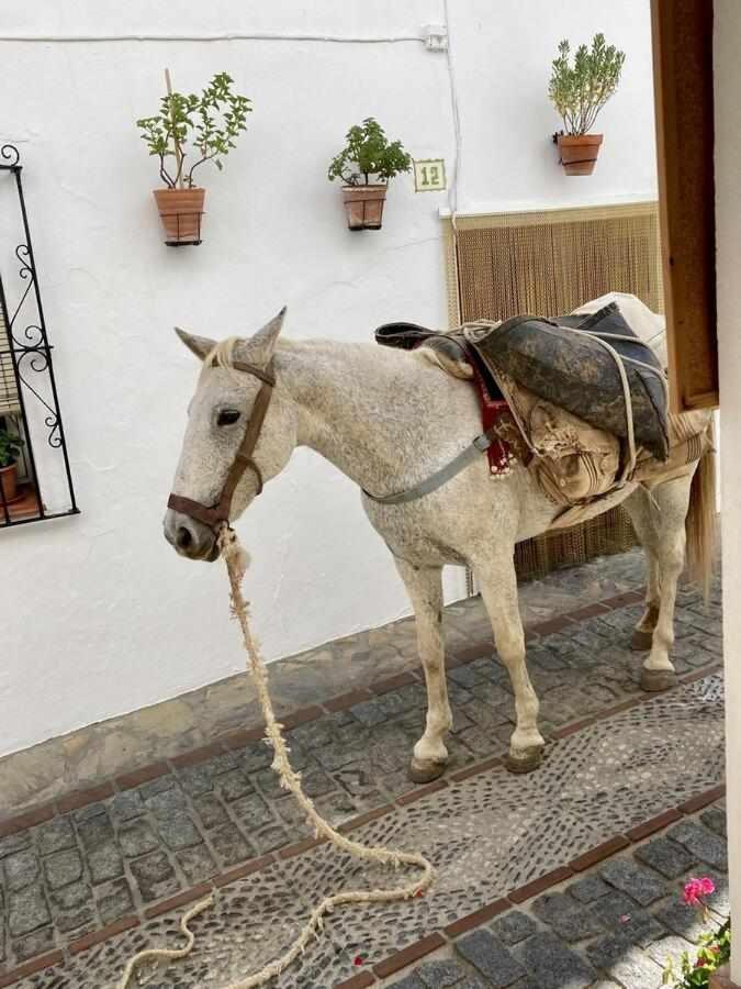 Benalauría Casa Rural Villa Sila מראה חיצוני תמונה